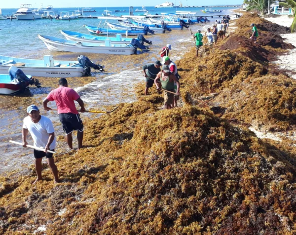 Provide Protection Kits for Sargassum Heroes - Image 2