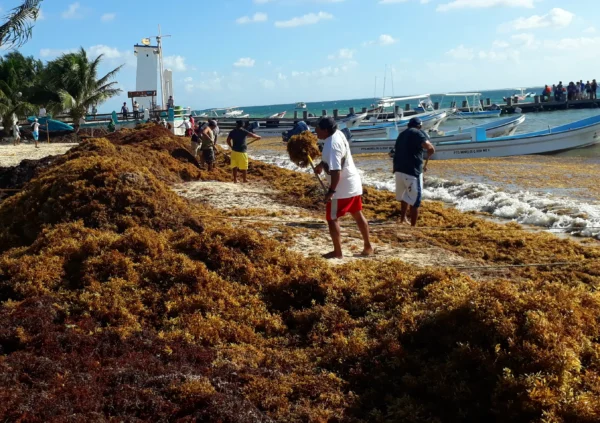 Provide Protection Kits for Sargassum Heroes - Image 3